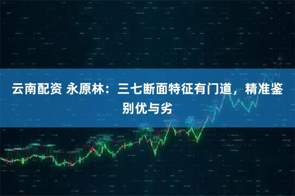 云南配资 永原林：三七断面特征有门道，精准鉴别优与劣